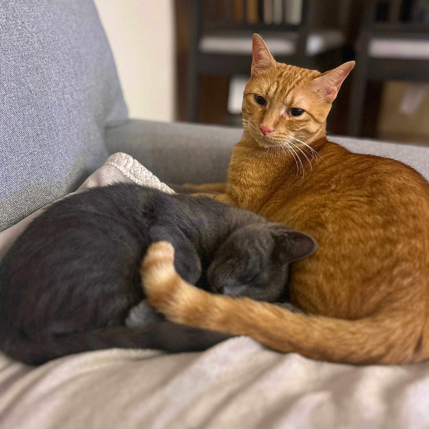 Simba Et Loki participe au concours pour gagner de l'argent avec cette photo : animal, cat, companion, couch, cozy, cute, domestic, fur, furniture, gray_cat, indoor, orange_cat, pet, quiet, relaxing, resting, sleeping, snuggling, soft, tail