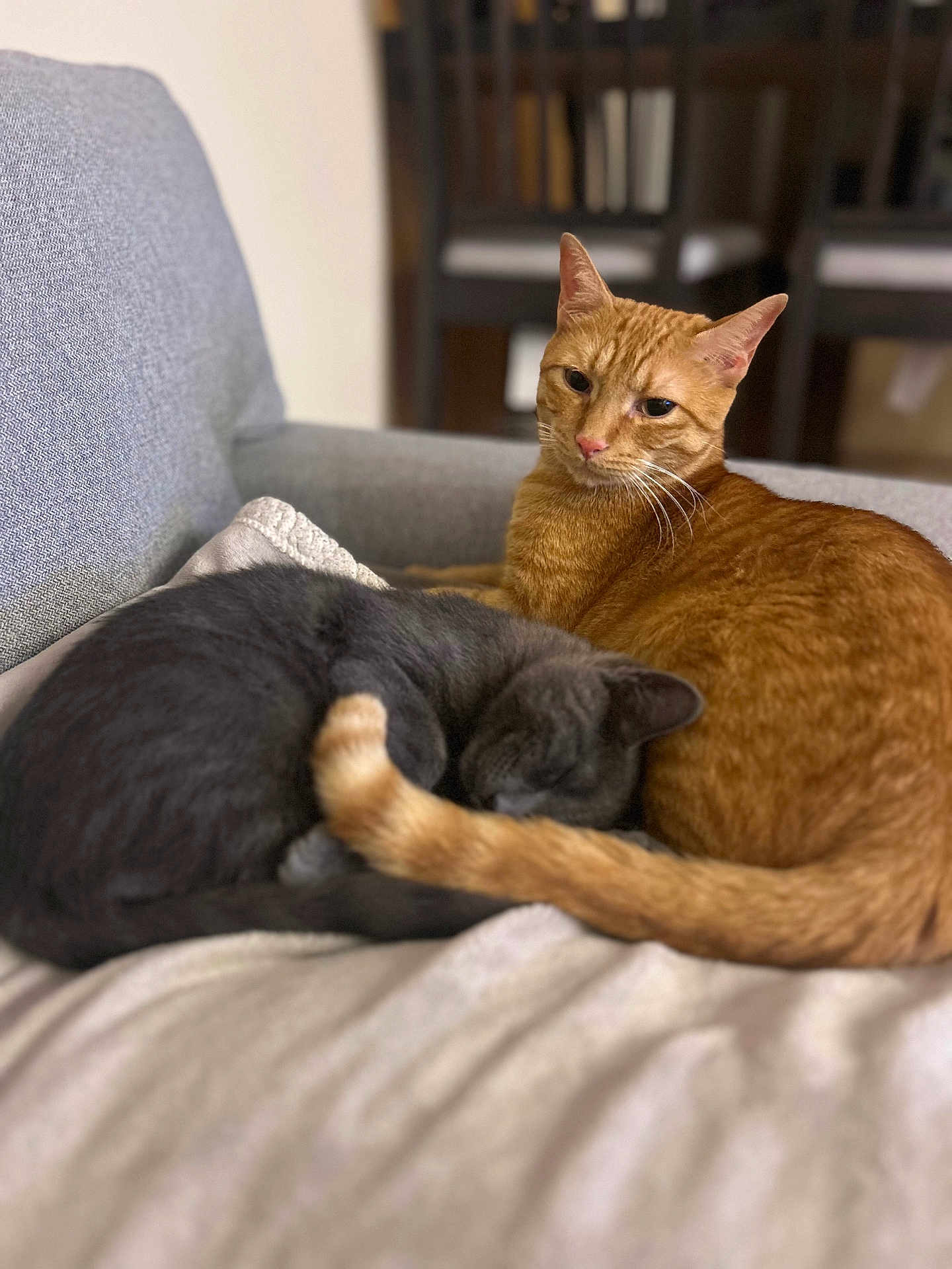 Simba Et Loki