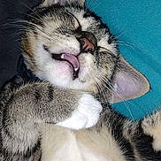 Mr Bubbles joined the competition — help win amazing prizes! adorable, animal, cat, closeup, cozy, cute, ears, feline, fur, indoor, mouth_open, nose, paw, pet, relaxed, resting, sleeping, soft, tabby, whiskers