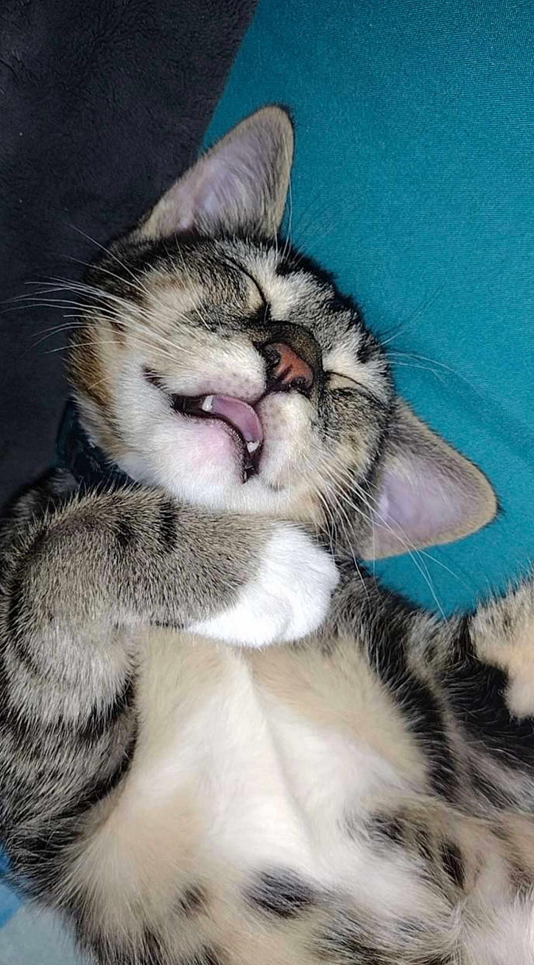 Mr Bubbles joined the competition — help win amazing prizes! adorable, animal, cat, closeup, cozy, cute, ears, feline, fur, indoor, mouth_open, nose, paw, pet, relaxed, resting, sleeping, soft, tabby, whiskers