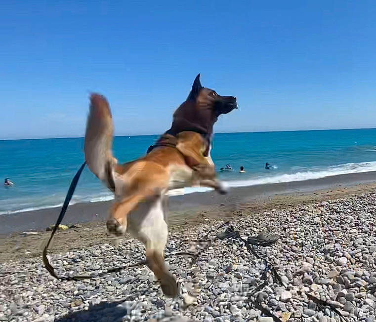 Alpha participe au concours pour gagner de l'argent avec cette photo : azure, beach, carnivore, coast, collar, companion_dog, dog, dog_breed, fawn, ocean, pet_supply, sand, shore, sky, sporting_group, summer, tail, water, wind_wave, working_animal
