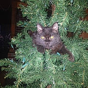 Wobbles is registered to the contest to win money with this photo: animal, artificial_tree, black_cat, branch, cat, christmas_tree, curious, cute, decorations, eyes, festive, fur, greenery, holiday, holiday_lights, indoor, nature, paws, pet, whiskers