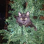 animal, artificial_tree, black_cat, branch, cat, christmas_tree, curious, cute, decorations, eyes, festive, fur, greenery, holiday, holiday_lights, indoor, nature, paws, pet, whiskers
