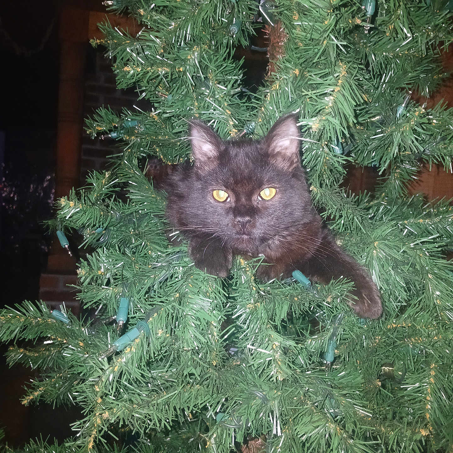 Wobbles is registered to the contest to win money with this photo: animal, artificial_tree, black_cat, branch, cat, christmas_tree, curious, cute, decorations, eyes, festive, fur, greenery, holiday, holiday_lights, indoor, nature, paws, pet, whiskers