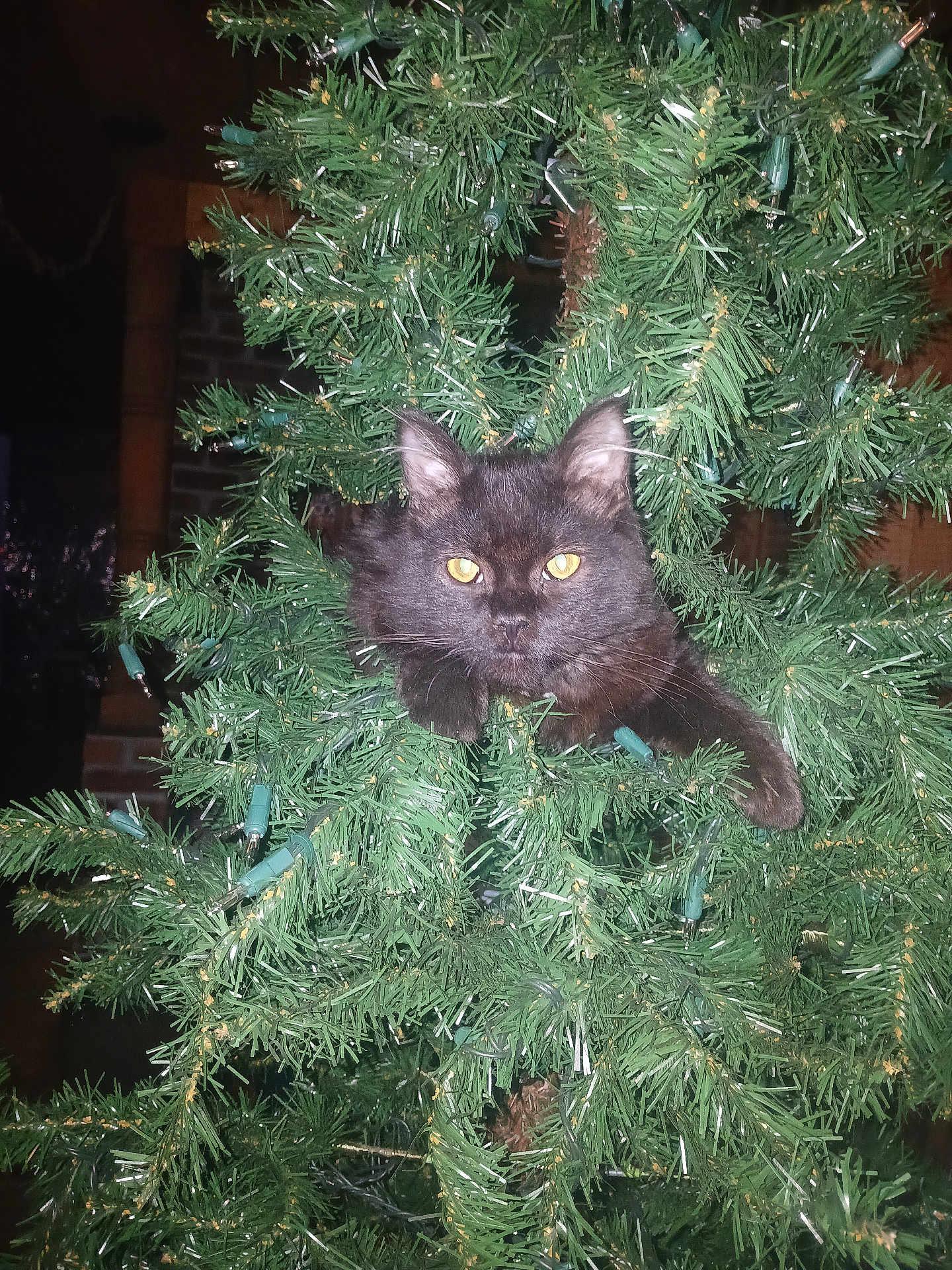 Wobbles is registered to the contest to win money with this photo: animal, artificial_tree, black_cat, branch, cat, christmas_tree, curious, cute, decorations, eyes, festive, fur, greenery, holiday, holiday_lights, indoor, nature, paws, pet, whiskers