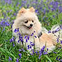 animal, background_blur, canine, closeup, dog, flower_field, fluffy, fur, grass, greenery, happy, nature, outdoor, pet, playful, pomeranian, purple_flowers, small_dog, spring, tongue_out