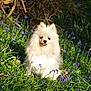 Roxy participe au concours pour gagner de l'argent avec cette photo : animal, dog, flowers, fluffy, fur, grass, greenery, happy, nature, outdoor, pet, pomeranian, purple_flowers, sitting, small_dog, smiling, spring, sunlight, tongue_out, white