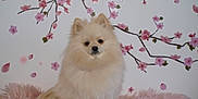 Roxy participe au concours pour gagner de l'argent avec cette photo : animal, cherry_blossom, cozy, cream_color, cute, decor, dog, flower, fluffy, fur, furry_blanket, indoor, pet, pink, pomeranian, portrait, sitting, small_dog, soft_texture, wall_decoration