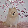 animal, cherry_blossom, cozy, cream_color, cute, decor, dog, flower, fluffy, fur, furry_blanket, indoor, pet, pink, pomeranian, portrait, sitting, small_dog, soft_texture, wall_decoration