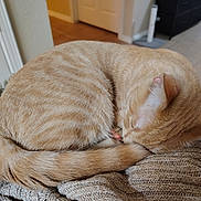 Silus joined the competition — help win amazing prizes! cat, ginger_cat, sleeping, curled_up, cozy, blanket, knitted_blanket, indoors, home, relaxed, resting, furry, tail, whiskers, orange_fur, pet, peaceful, closeup, soft_texture, nap