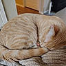 cat, ginger_cat, sleeping, curled_up, cozy, blanket, knitted_blanket, indoors, home, relaxed, resting, furry, tail, whiskers, orange_fur, pet, peaceful, closeup, soft_texture, nap