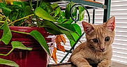 Silus joined the competition — help win amazing prizes! cat, kitten, ginger_cat, animal, pet, feline, sitting, portrait, indoors, houseplant, potted_plant, bookshelf, books, window, blinds, natural_light, brown_fur, greenery, home_decor, cute