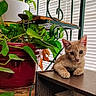 cat, kitten, ginger_cat, animal, pet, feline, sitting, portrait, indoors, houseplant, potted_plant, bookshelf, books, window, blinds, natural_light, brown_fur, greenery, home_decor, cute