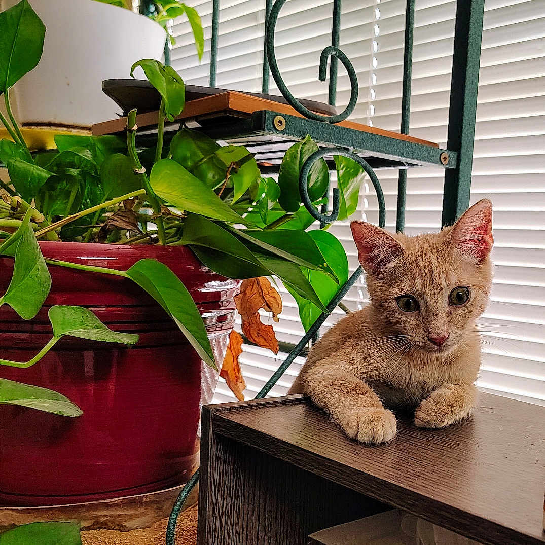 Silus joined the competition — help win amazing prizes! cat, kitten, ginger_cat, animal, pet, feline, sitting, portrait, indoors, houseplant, potted_plant, bookshelf, books, window, blinds, natural_light, brown_fur, greenery, home_decor, cute