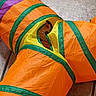 Silus is registered to the contest to win money with this photo: cat, orange_cat, pet, animal, feline, kitten, play_tunnel, toy, hiding, peeking, curious, eyes, whiskers, indoor, floor, tiles, colorful, orange, green, purple