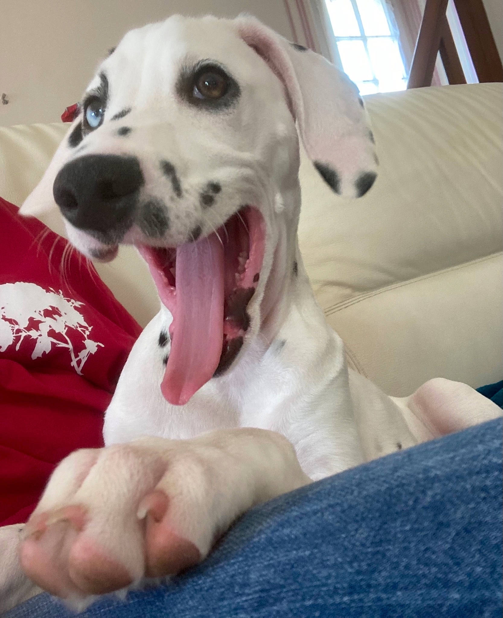 Bloom a rejoint le concours — aidez-le/la à gagner de superbes lots ! carnivore, collar, comfort, companion_dog, dog, dog_breed, dog_collar, dog_supply, fang, fawn, happy, jaw, paw, pet_supply, plant, smile, snout, whiskers, window, working_animal