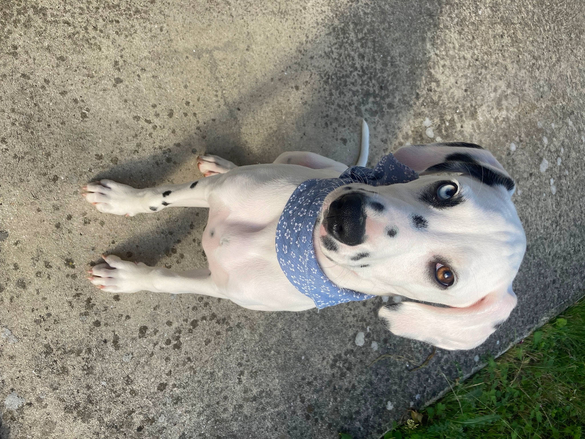 Bloom a rejoint le concours — aidez-le/la à gagner de superbes lots ! adventure, canidae, carnivore, companion_dog, dog, dog_breed, dog_supply, fawn, leash, non_sporting_group, recreation, snout, sporting_group, working_animal, working_dog