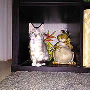 Sprite joined the competition — help win amazing prizes! asian, carnivore, cat, felidae, kitten, small_to_medium_sized_cats, tail, whiskers