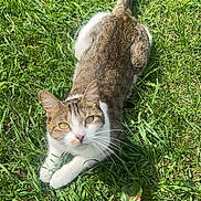Stormy is registered to the contest to win money with this photo: animal, cat, closeup, daylight, ears, feline, grass, greenery, looking_up, lying_down, nature, outdoor, pet, playful, relaxed, sunlight, tabby, tail, whiskers, white_fur