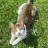 cat, tabby, white_fur, grass, outdoor, pet, animal, feline, sunlight, nature, greenery, lying_down, looking_up, whiskers, ears, tail, playful, relaxed, daylight, closeup
