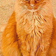 Frankie is registered to the contest to win money with this photo: cat, orange_cat, fluffy, sitting, carpet, indoor, pet, feline, fur, whiskers, ears, eyes, cute, animal, mammal, domestic, portrait, relaxed, looking_at_camera, cozy