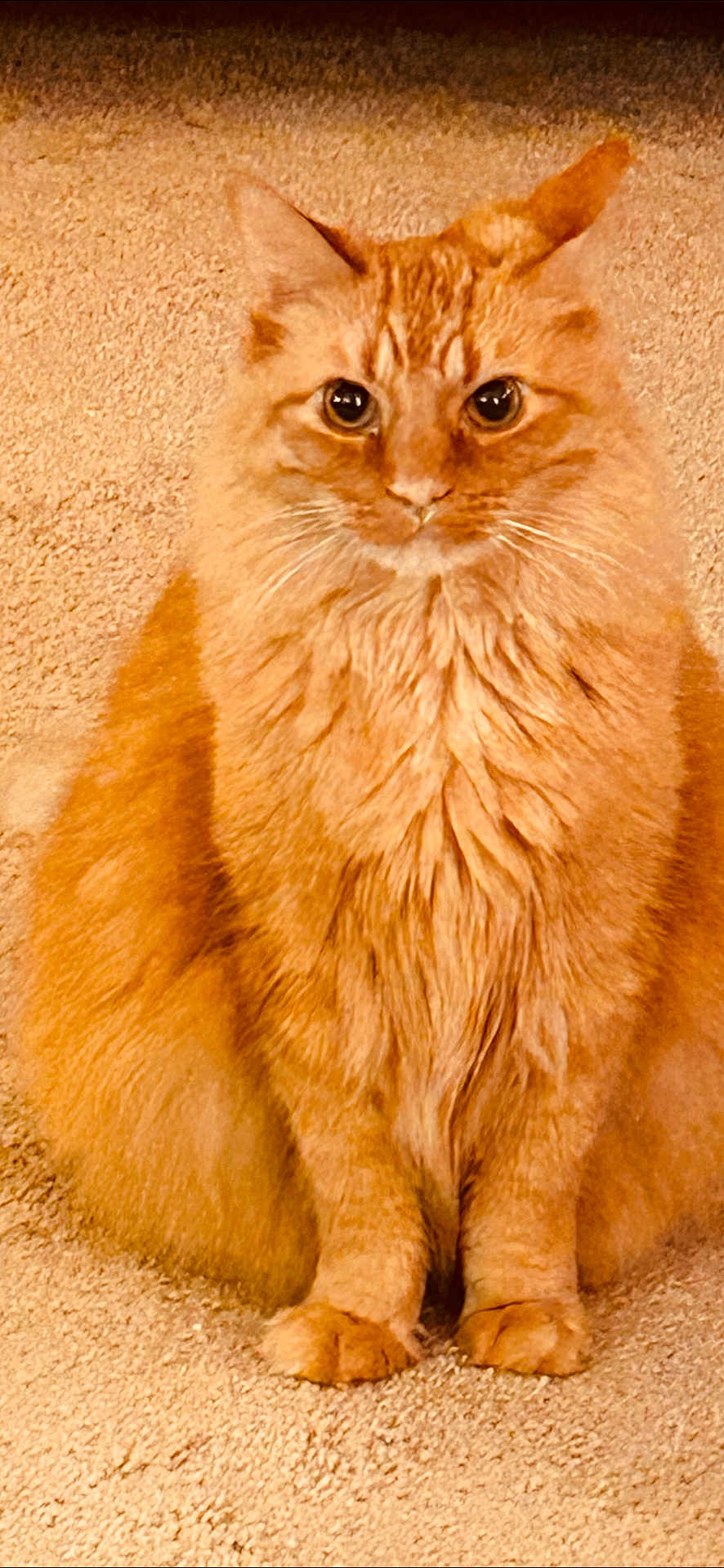 Frankie