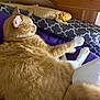 animal, bearded_dragon, bed, blanket, cat, closeup, cozy, curious, feline, indoor, orange_cat, patterned_cushion, paw, pet, pillow, purple_blanket, relaxed, reptile, resting, wooden_headboard