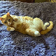 Jack is registered to the contest to win money with this photo: animal, bedroom, cat, cozy, cute, fluffy_blanket, fur, furniture, home, indoor, lying_down, orange_cat, paw, pet, purple_blanket, relaxed, resting, soft, tail, white_cat