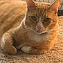 Jack is registered to the contest to win money with this photo: animal, carpet, cat, closeup, curious, cute, domestic, door, ears, feline, fur, home, indoor, mammal, orange_tabby, pet, relaxed, resting, texture, whiskers