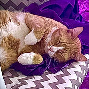 Jack joined the competition — help win amazing prizes! blanket, cat, closeup, comfortable, cozy, cushion, domestic_cat, fur, indoor, nap, orange_cat, pet, purple, relaxed, resting, sleeping, soft, whiskers, white_paws, zigzag_pattern