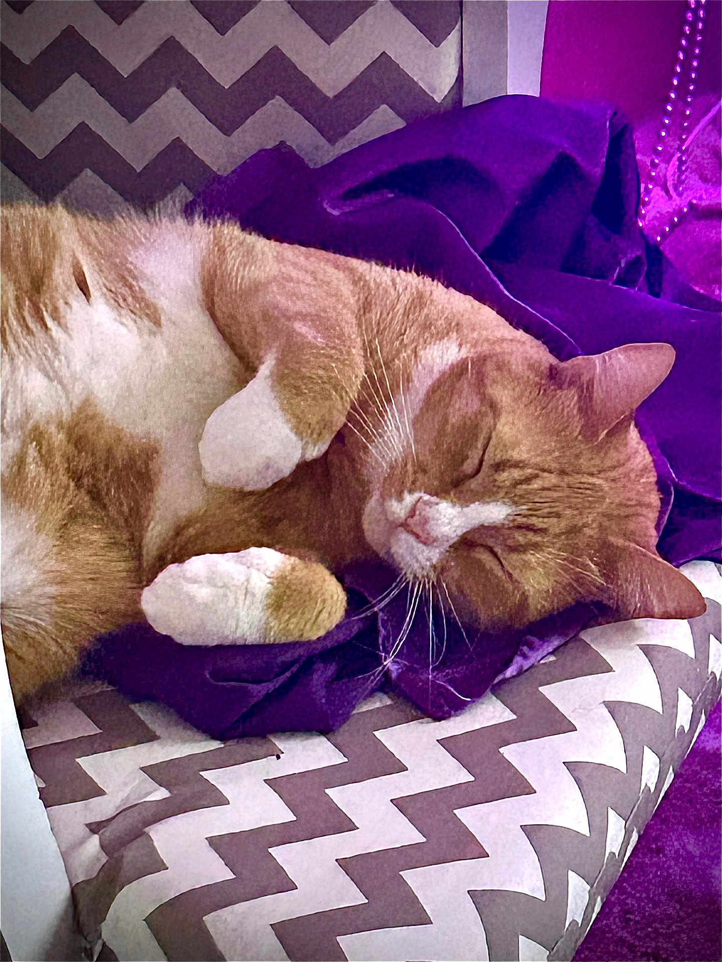 Jack joined the competition — help win amazing prizes! blanket, cat, closeup, comfortable, cozy, cushion, domestic_cat, fur, indoor, nap, orange_cat, pet, purple, relaxed, resting, sleeping, soft, whiskers, white_paws, zigzag_pattern