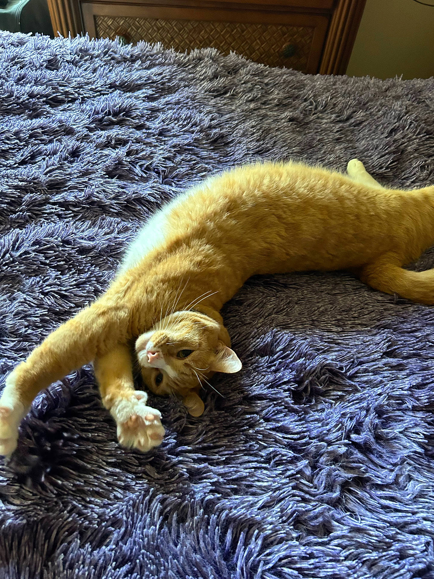 animal, bed, blanket, cat, cozy, cute, feline, fluffy, fur, home, indoor, orange_tabby, paw, pet, playful, purple, relaxed, resting, stretching, whiskers