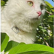 Luna joined the competition — help win amazing prizes! animal, cat, close_up, collar, curious, feline, fluffy_fur, garden, green_eyes, greenery, leaves, nature, outdoor, pet, pink_nose, portrait, soft_light, sunlight, whiskers, white_cat