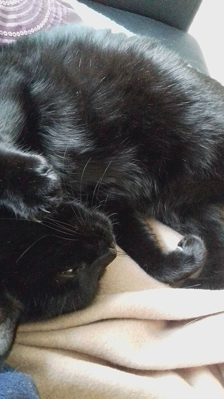 Hera a rejoint le concours — aidez-le/la à gagner de superbes lots ! black_cat, bombay, carnivore, cat, claw, comfort, dog_breed, felidae, fur, human_leg, nap, paw, sleep, small_to_medium_sized_cats, snout, sporting_group, tail, terrestrial_animal, whiskers