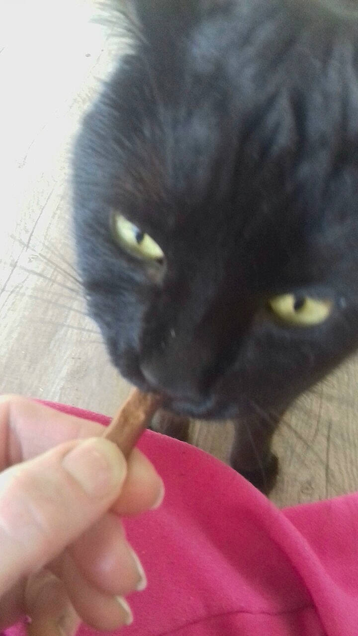 Hera participe au concours pour gagner de l'argent avec cette photo : black_cat, bombay, carnivore, cat, claw, domestic_short_haired_cat, ear, felidae, finger, fur, gesture, nail, plant, small_to_medium_sized_cats, snout, tail, thumb, whiskers