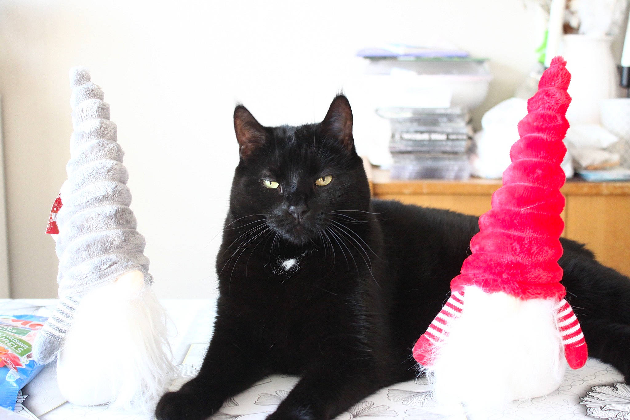 Hera a rejoint le concours — aidez-le/la à gagner de superbes lots ! black_cat, bombay, carmine, carnivore, cat, comfort, domestic_short_haired_cat, felidae, fur, grey, pattern, room, small_to_medium_sized_cats, snout, tail, toy, tree, whiskers, window, winter