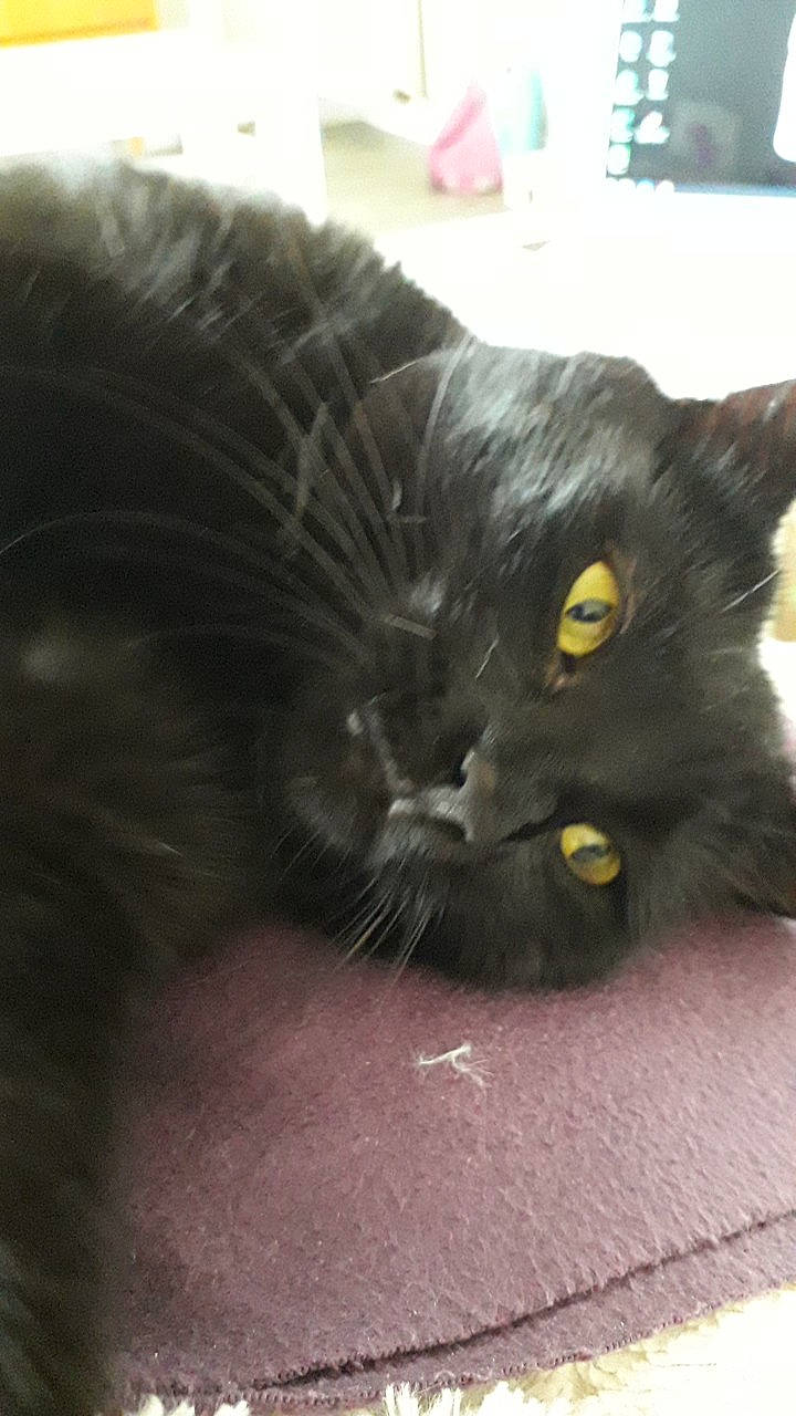 Hera participe au concours pour gagner de l'argent avec cette photo : black_cat, bombay, carnivore, cat, claw, comfort, domestic_short_haired_cat, felidae, fur, grey, paw, small_to_medium_sized_cats, snout, tail, terrestrial_animal, whiskers