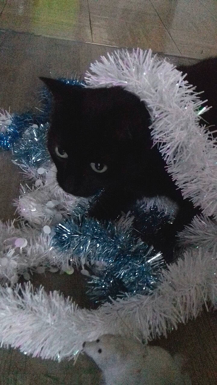 Isis a rejoint le concours — aidez-le/la à gagner de superbes lots ! ball, black_cat, bombay, carnivore, cat, cat_supply, claw, conifer, domestic_short_haired_cat, electric_blue, felidae, fur, paw, small_to_medium_sized_cats, snout, tail, terrestrial_animal, whiskers, winter