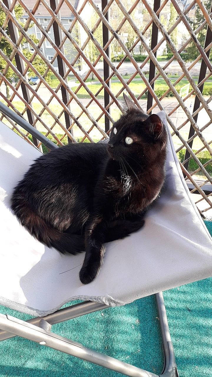 Isis participe au concours pour gagner de l'argent avec cette photo : animal_shelter, black_cat, bombay, carnivore, cat, claw, domestic_short_haired_cat, felidae, fence, fur, grass, mesh, pet_supply, plant, small_to_medium_sized_cats, snout, tail, terrestrial_animal, whiskers, wire_fencing