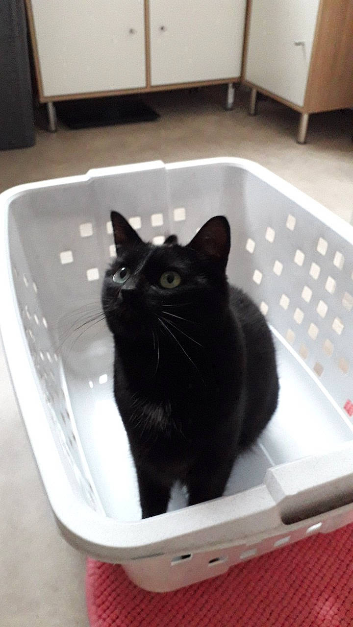 Isis a rejoint le concours — aidez-le/la à gagner de superbes lots ! black, black_cat, carnivore, cat, comfort, domestic_short_haired_cat, felidae, floor, flooring, hardwood, mammal, pet_supply, plumbing, plumbing_fixture, room, small_to_medium_sized_cats, tail, whiskers, white, window