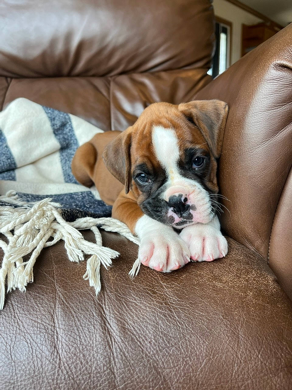 Jovie is registered to the contest to win money with this photo: bored, carnivore, chair, comfort, companion_dog, couch, dog, dog_breed, fawn, flooring, fur, furniture, hardwood, linens, puppy_love, sporting_group, terrestrial_animal, toy_dog, wood, working_animal