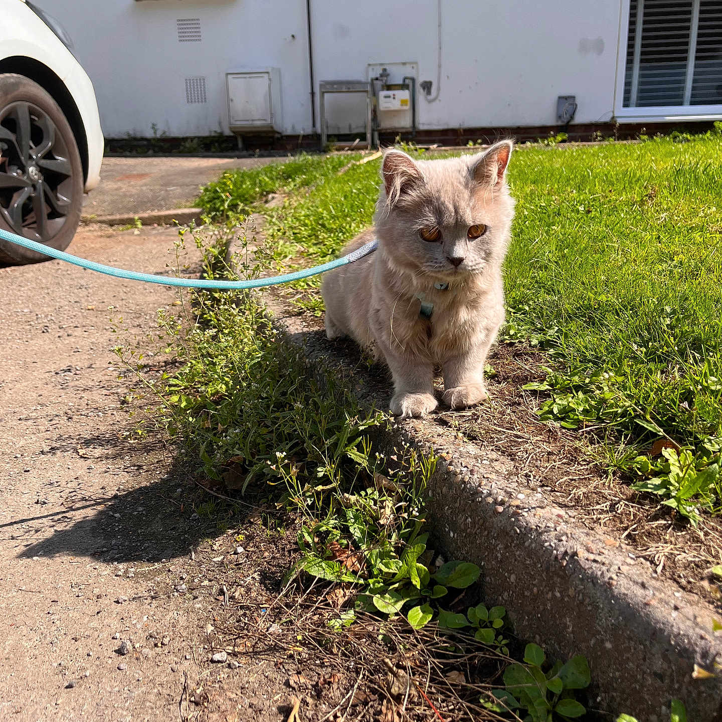 Milo joined the competition — help win amazing prizes! accessories, alloywheel, animal, car, carwheel, cat, city, grass, kitten, machine, pet, plant, road, soil, spoke, strap, tire, transportation, vehicle, wheel