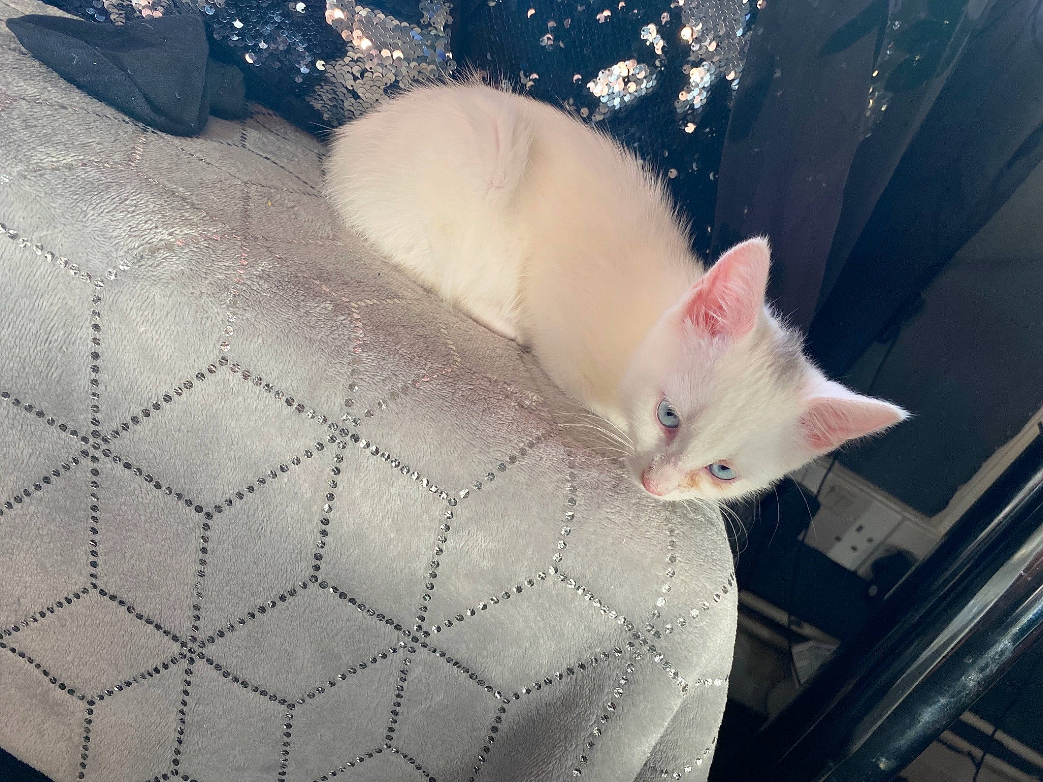 Dior is registered to the contest to win money with this photo: carnivore, cat, comfort, domestic_short_haired_cat, eye, fawn, felidae, flooring, fur, mammal, mesh, pattern, paw, small_to_medium_sized_cats, snout, snow, tail, textile, vertebrate, whiskers