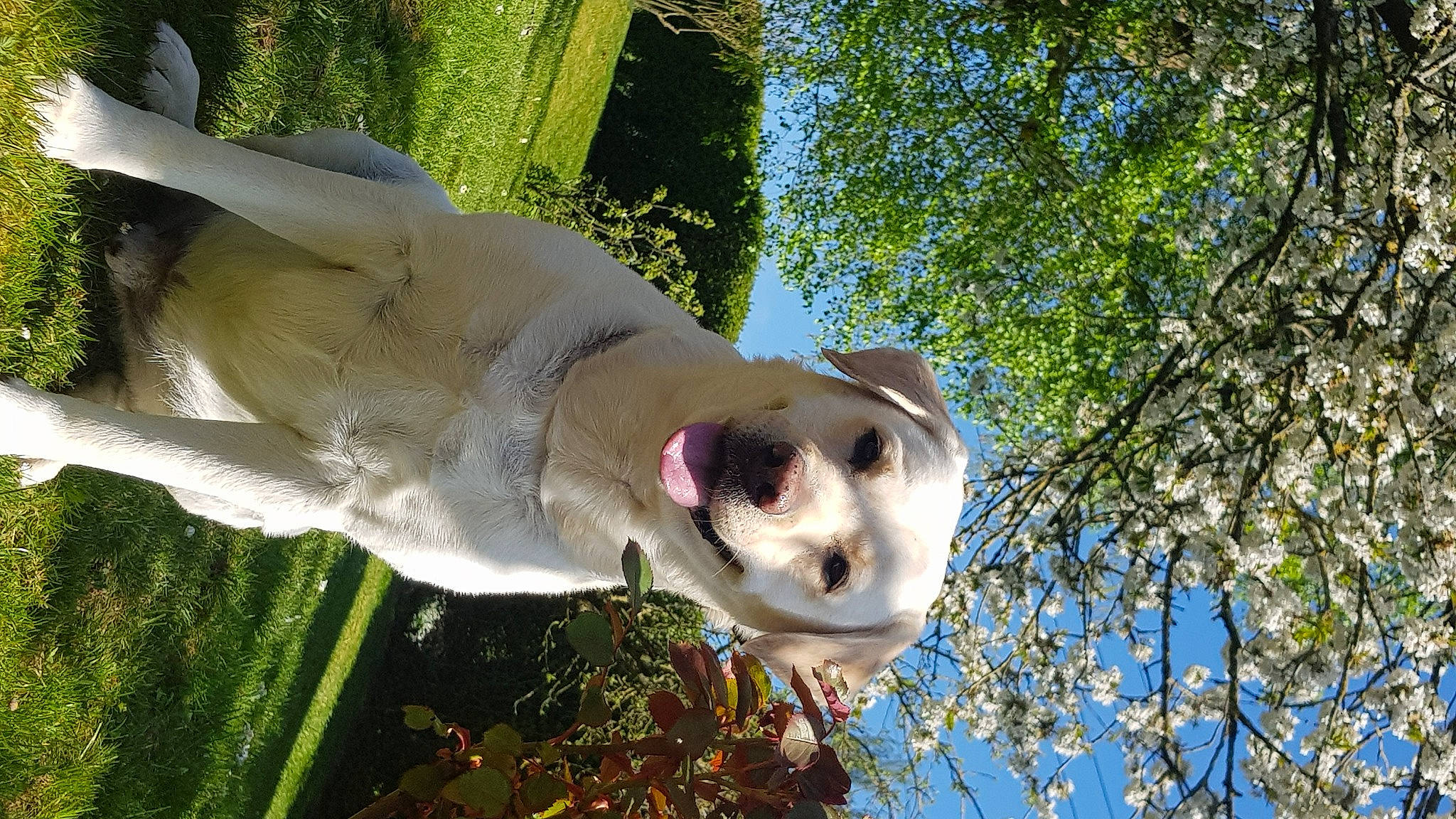 Hudson participe au concours pour gagner de l'argent avec cette photo : branch, canidae, carnivore, companion_dog, daytime, dog, dog_breed, fawn, felidae, mammal, organ, small_to_medium_sized_cats, snout, spring, sunlight, terrestrial_animal, trunk, twig, vertebrate, whiskers