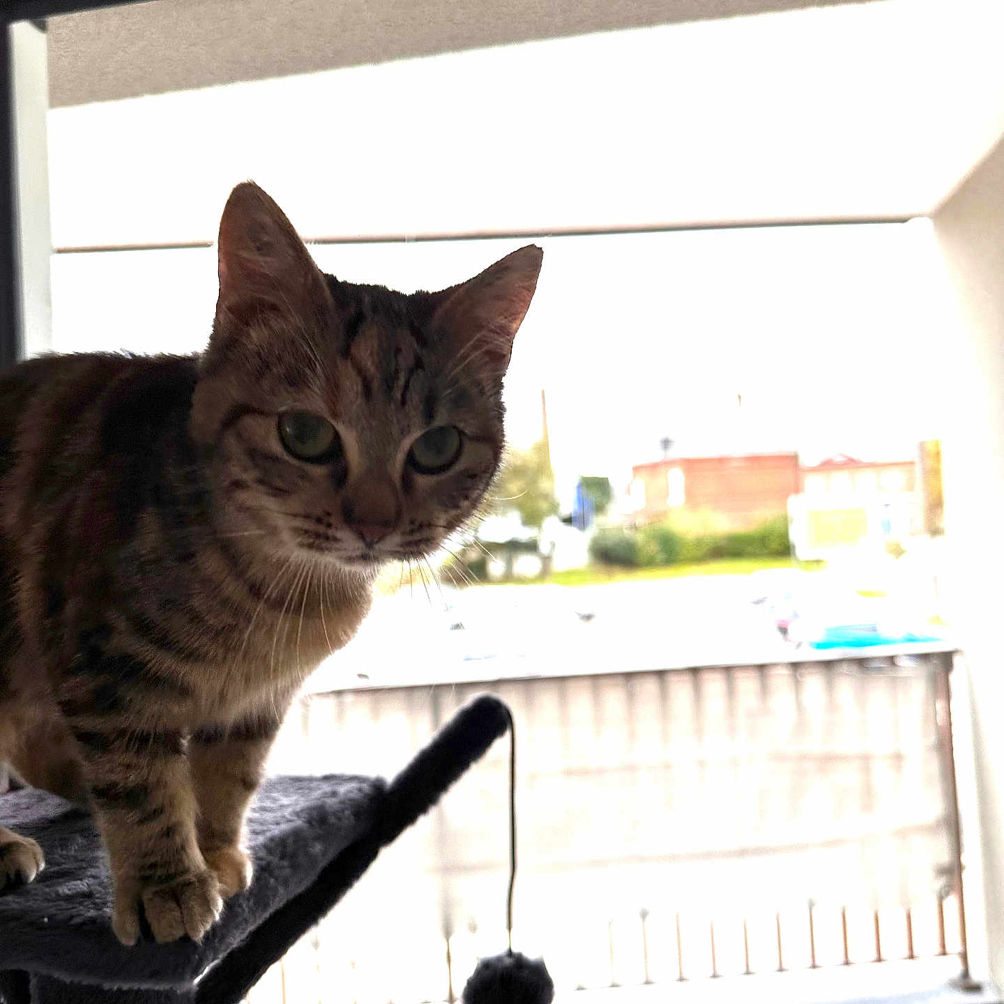 Stella a rejoint le concours — aidez-le/la à gagner de superbes lots ! abyssinian, animal, architecture, balcony, building, cat, food, fruit, handrail, kitten, manx, outdoors, pet, plant, pottedplant, produce, railing, shelter, window, wood