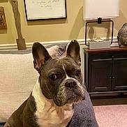 Zoey joined the competition — help win amazing prizes! dog, french_bulldog, pet, indoor, couch, lamp, living_room, brown_and_white, face, ears, animal, fur, home, furniture, decor, table, statue, carpet, pillow, seated
