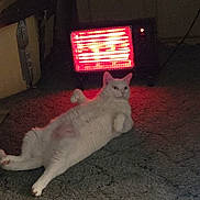 Toodles is registered to the contest to win money with this photo: animal, appliance, carpet, cat, comfort, cozy, domestic, feline, floor, fur, home, indoor, lounging, pet, quiet, relaxed, resting, space_heater, warmth, white_cat