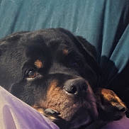 Koal is registered to the contest to win money with this photo: animal, black_dog, blanket, brown_markings, canine, closeup, comfort, couch, dog, ears, face, fur, indoors, pet, relaxation, resting, shadow, sleepy, snout, soft_light