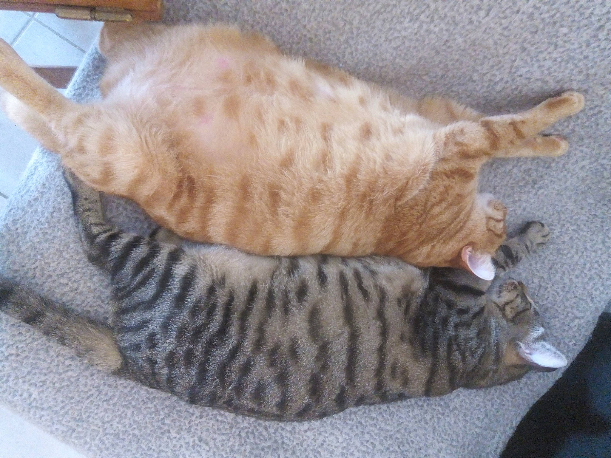 Caramel participe au concours pour gagner de l'argent avec cette photo : carnivore, cat, cat_bed, cat_supply, claw, comfort, domestic_short_haired_cat, fawn, felidae, foot, fur, nap, paw, small_to_medium_sized_cats, snout, tail, terrestrial_animal, thread, whiskers, wood