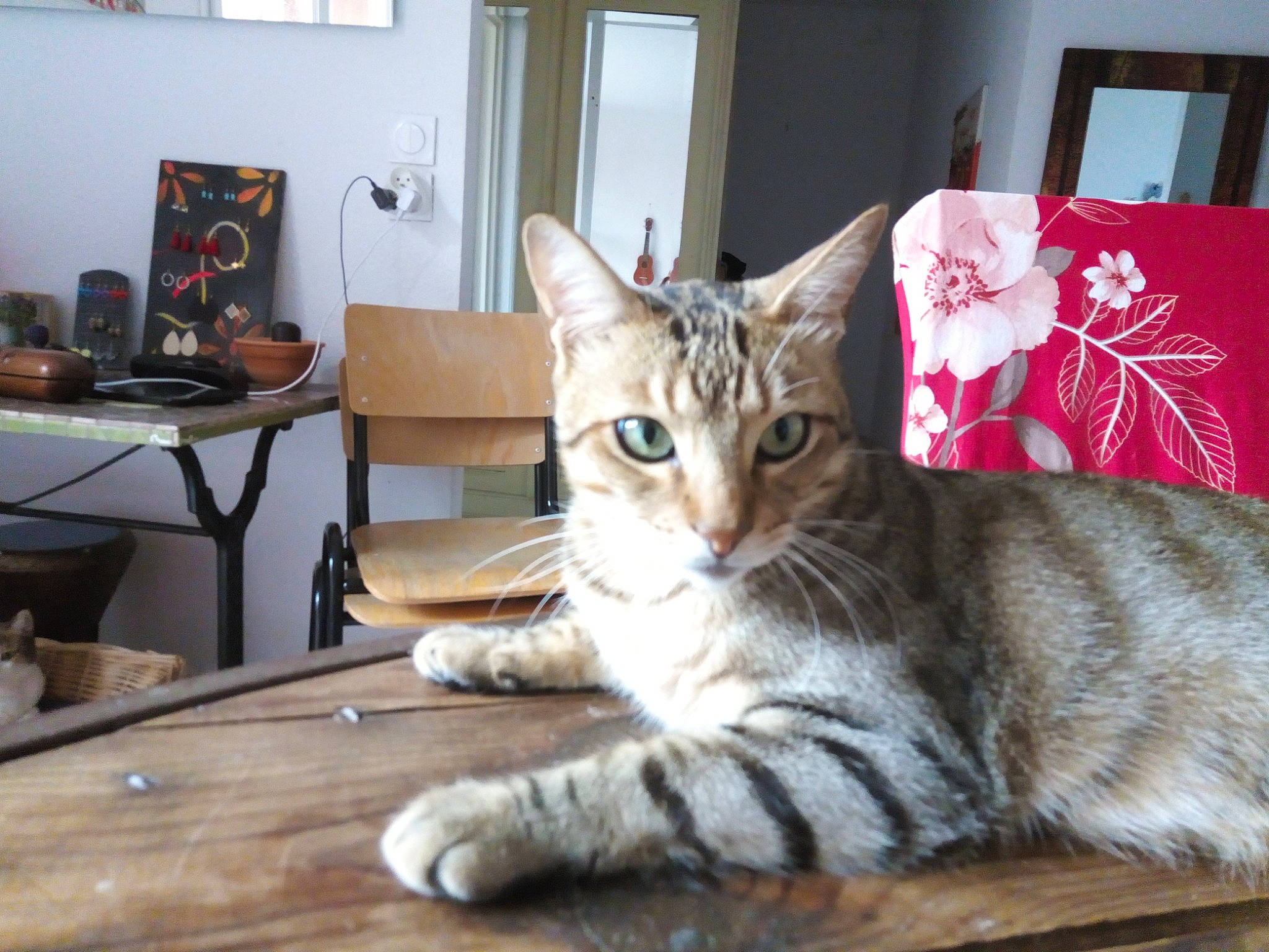 Pacha a rejoint le concours — aidez-le/la à gagner de superbes lots ! carnivore, cat, chair, comfort, couch, desk, domestic_short_haired_cat, door, felidae, fur, hardwood, paw, picture_frame, small_to_medium_sized_cats, snout, table, tail, whiskers, window, wood